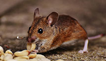 24 Hour & Emergency Exterminators in Forked River, NJ